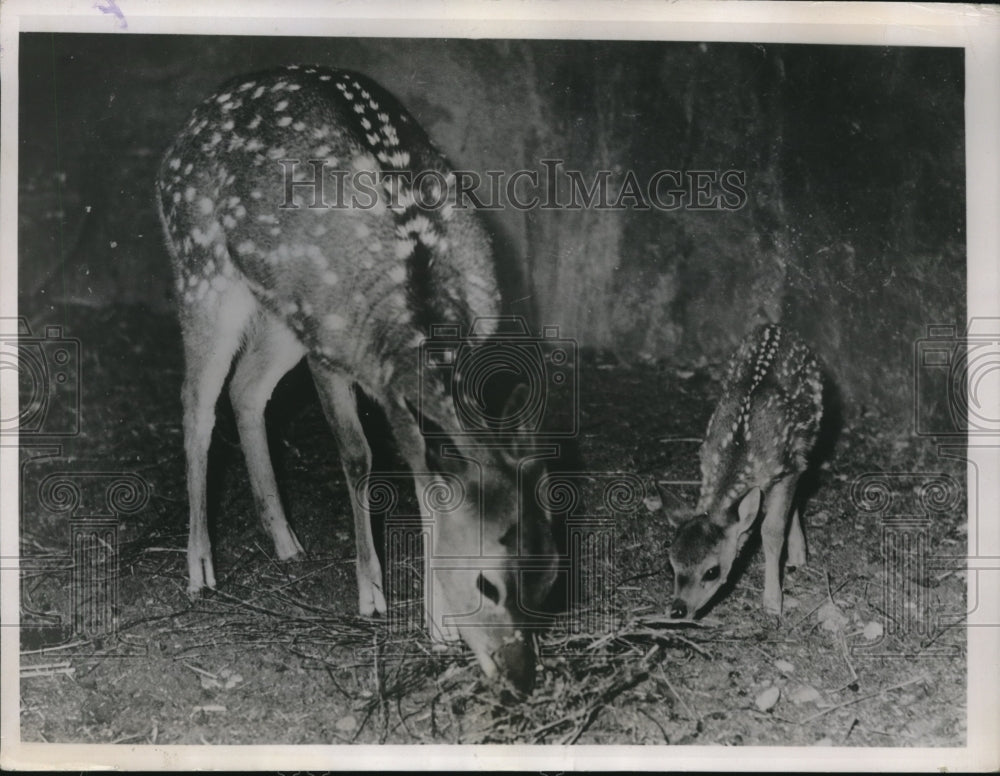 1936 Press Photo Warm days for youngsters at the Vincenne Zoo in Paris