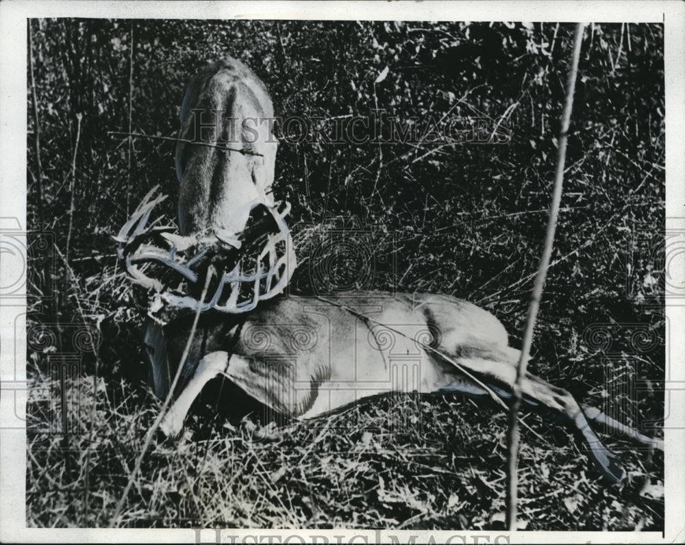 1941 Press Photo Deer fighting for his death in Ohio Woods