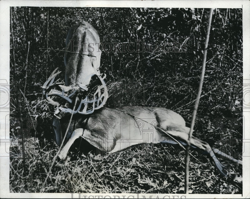 Load image into Gallery viewer, 1941 Press Photo Deer fighting for his death in Ohio Woods
