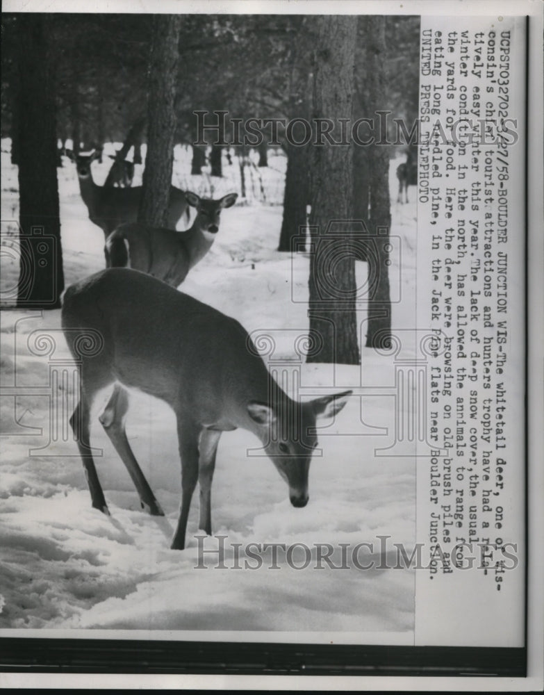 1958 Press Photo of three whitetail deer.