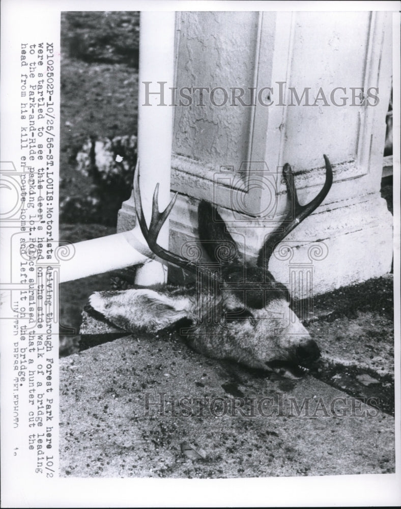 1956 Press Photo of decapitated make deer.