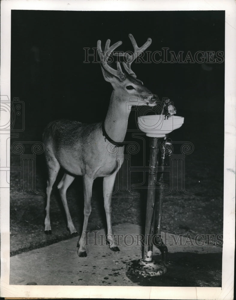 1949 Press Photo of Smokey the Deer, the Lackland Air Force Base mascot.