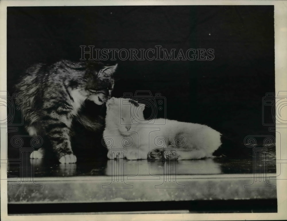 1944 Press Photo Presque Isle Maine Arky the tomcat & Madame Shoo Shoo