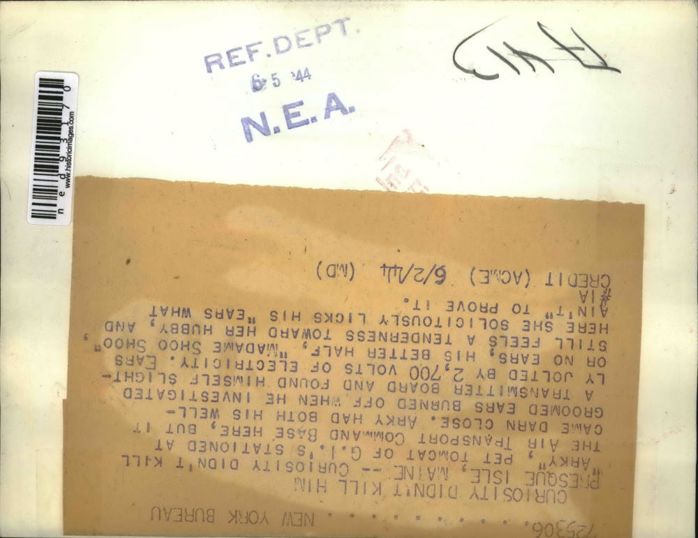 1944 Press Photo Presque Isle Maine Arky the tomcat & Madame Shoo Shoo