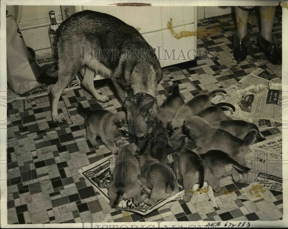 1946 Press Photo Seattle Wash Belgian shephers & her 11 puppies