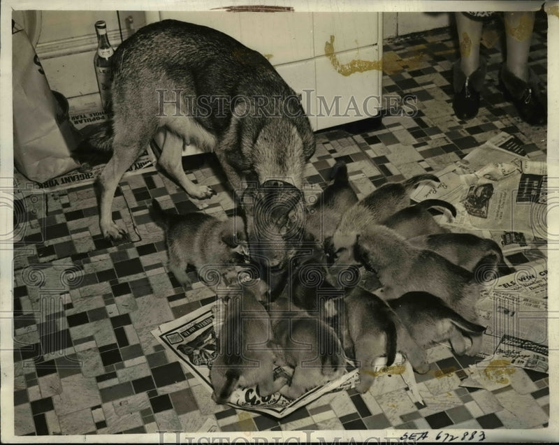 Load image into Gallery viewer, 1946 Press Photo Seattle Wash Belgian shephers &amp; her 11 puppies
