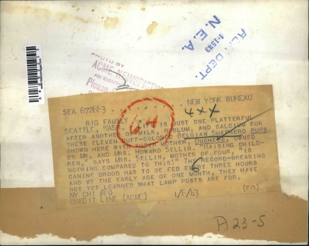 1946 Press Photo Seattle Wash Belgian shephers & her 11 puppies