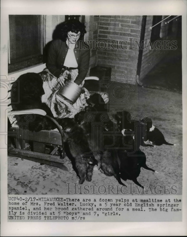 1954 Press Photo Milwaukee Wis Mrs Fred Walter English springer spaniel & pups