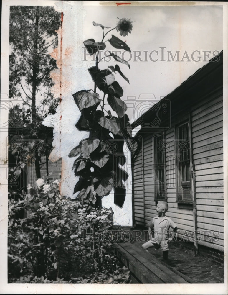 Load image into Gallery viewer, 1953 Press Photo Boy Bobby Odon Admires 15-Foot Sunflower - ned95479
