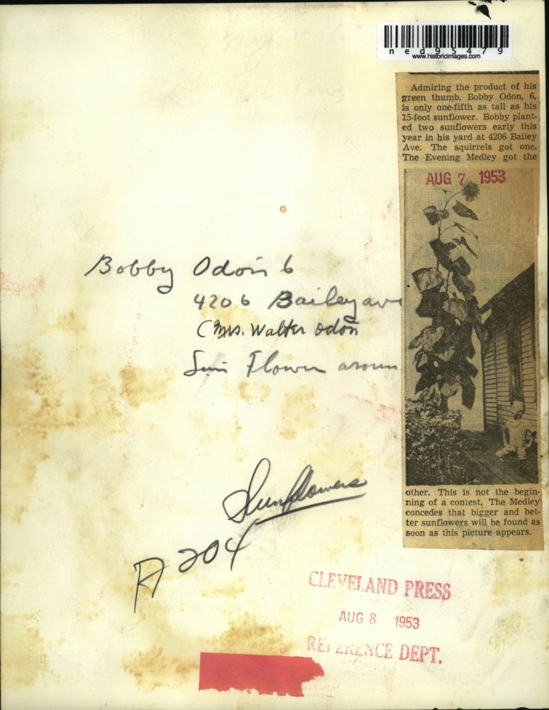 1953 Press Photo Boy Bobby Odon Admires 15-Foot Sunflower - ned95479