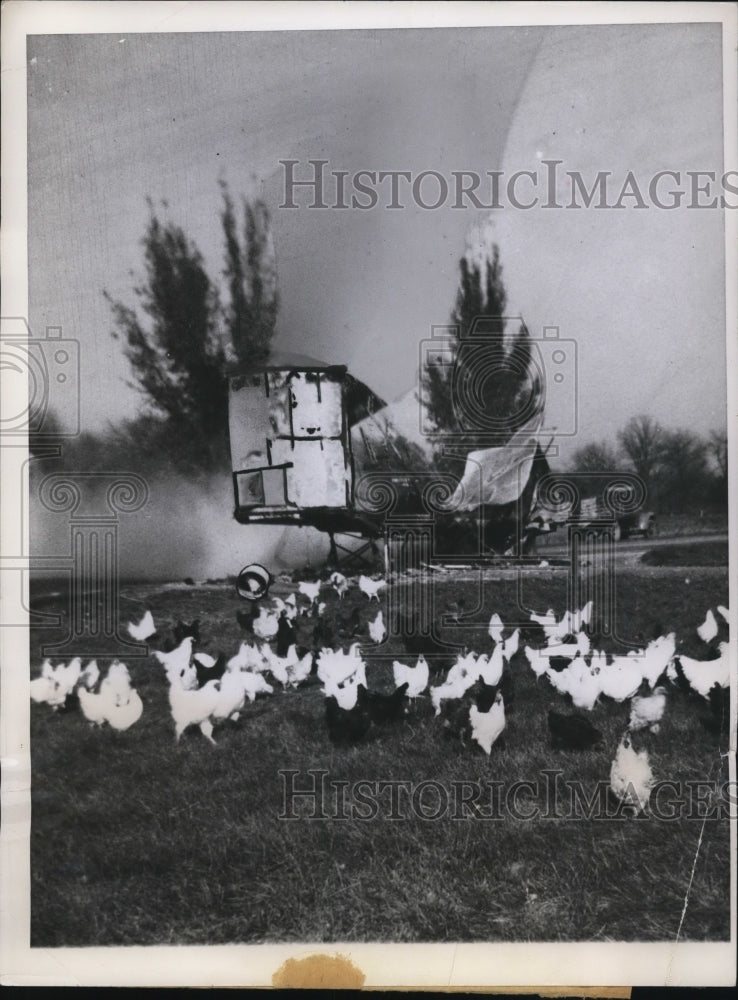 1949 Press Photo Chickens Released from Truck that Caught on Fire