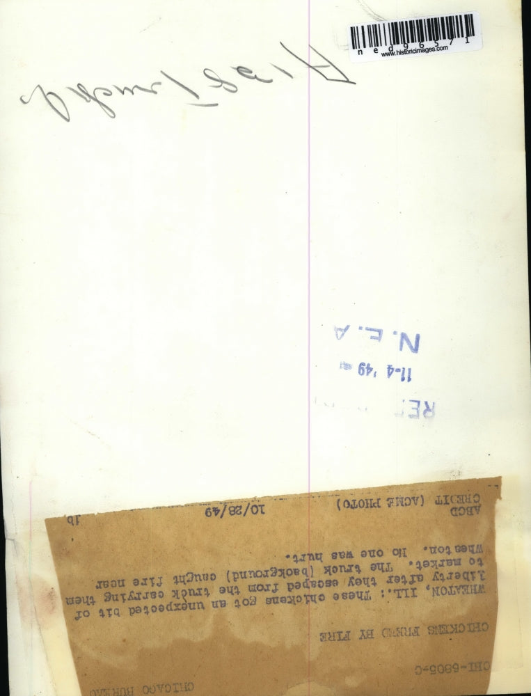 1949 Press Photo Chickens Released from Truck that Caught on Fire