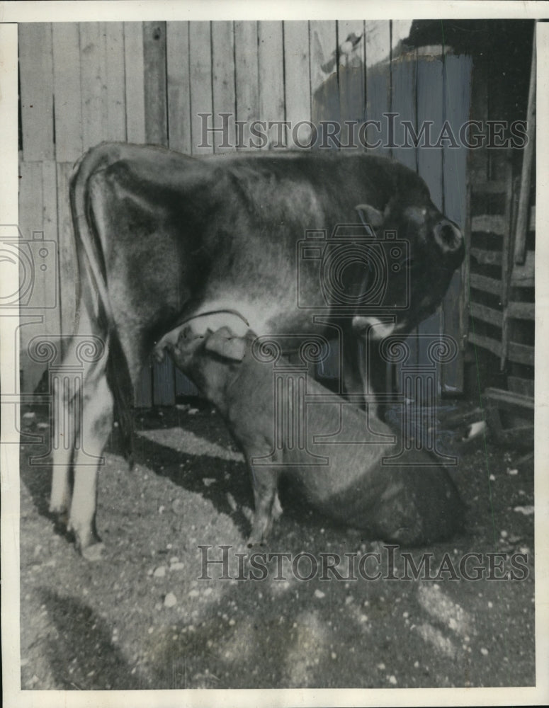 Load image into Gallery viewer, 1942 Press Photo Roy Bandy worried about pig named porky nursing on cow
