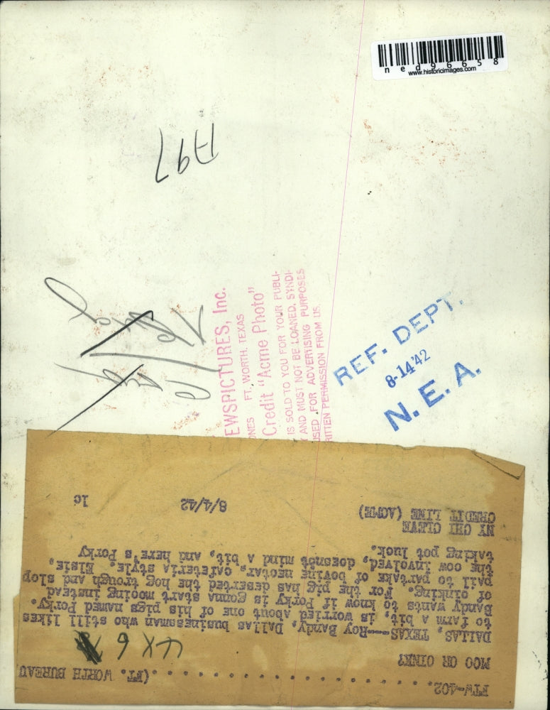 1942 Press Photo Roy Bandy worried about pig named porky nursing on cow