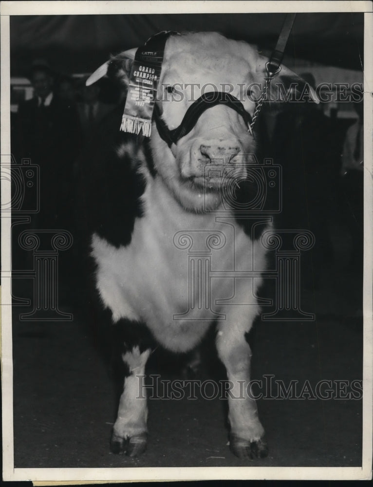 Load image into Gallery viewer, 1937 Press Photo Grand Champion Great Western Livestock Show - ned96721
