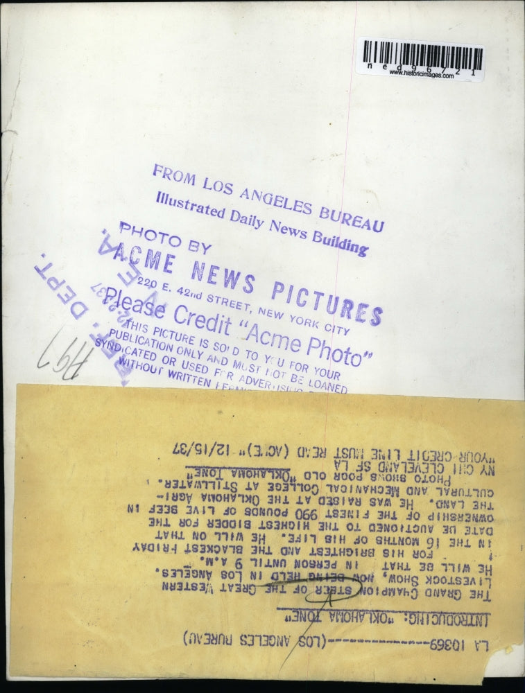 1937 Press Photo Grand Champion Great Western Livestock Show - ned96721