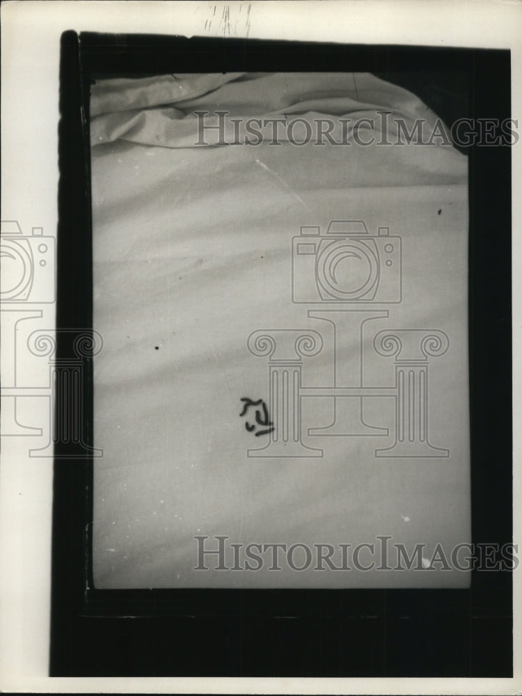 1936 Press Photo A group of caterpillars