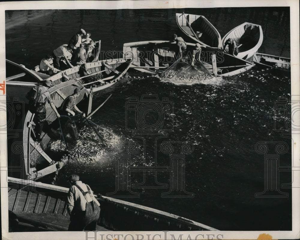 1947 Press Photo World's largest sardine fleet hits piscatorial jackpot