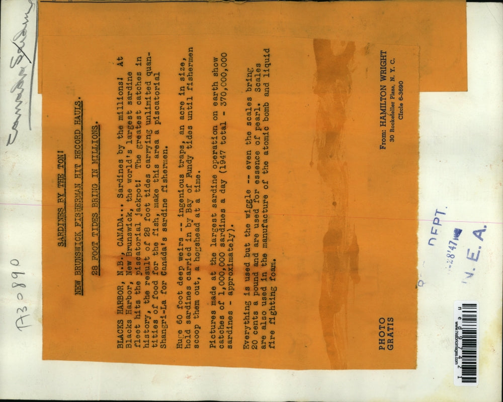 1947 Press Photo World's largest sardine fleet hits piscatorial jackpot