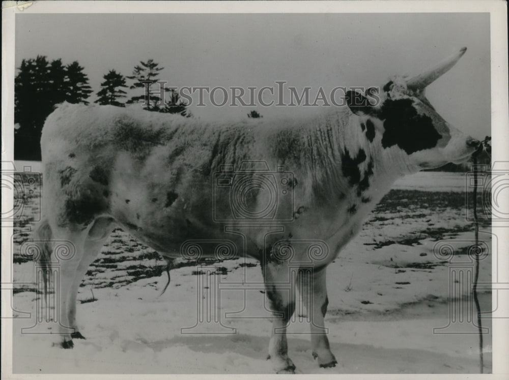 1936 Press Photo A bull with a grafted horn seen at the field