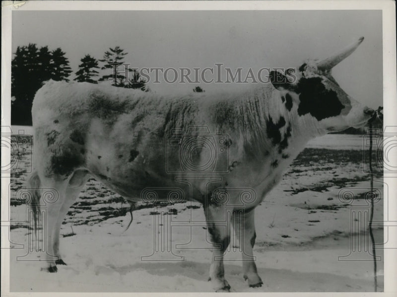 Load image into Gallery viewer, 1936 Press Photo A bull with a grafted horn seen at the field
