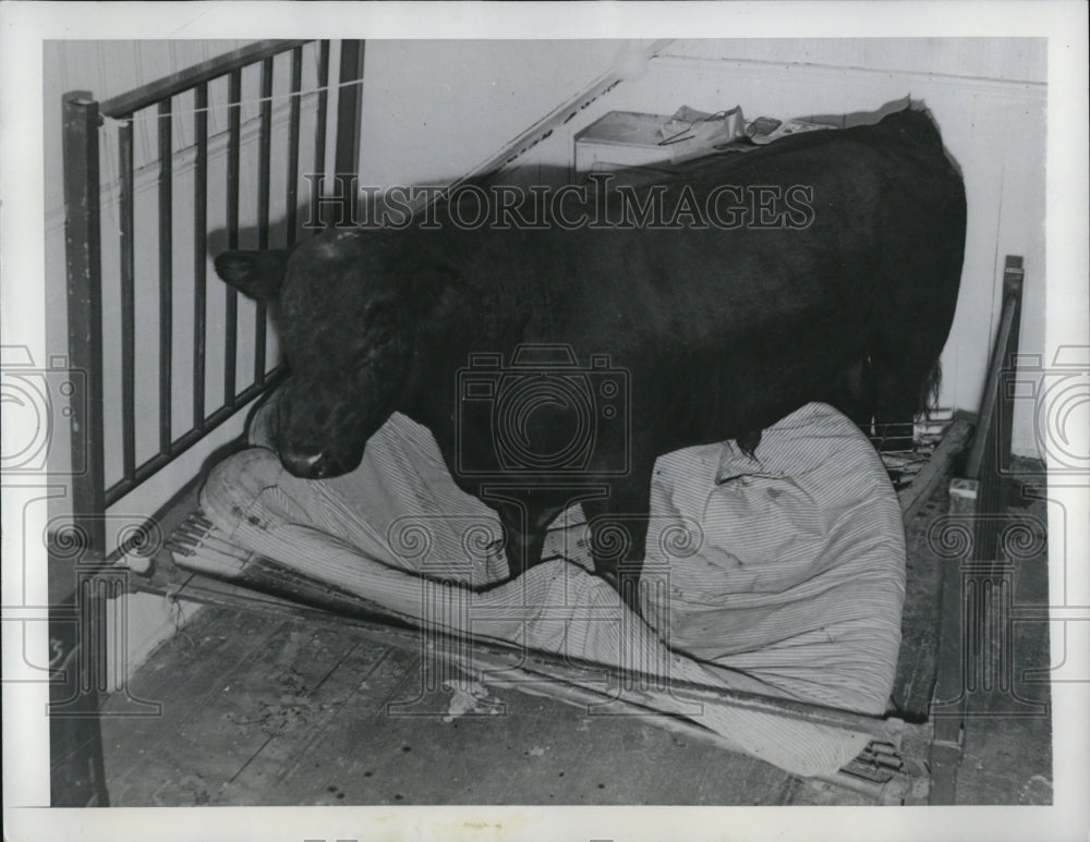 1949 Press Photo After an escape from a truck and a chase, a bull halted to rest