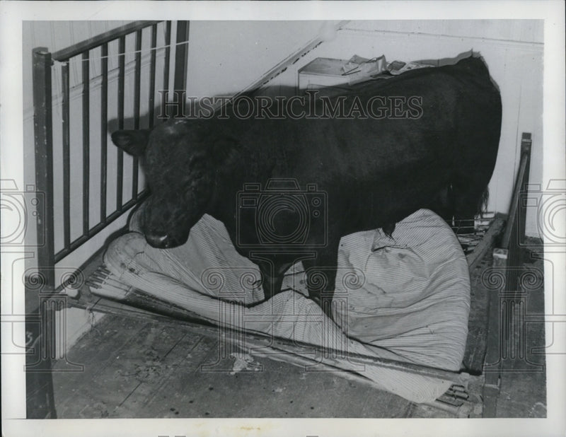 Load image into Gallery viewer, 1949 Press Photo After an escape from a truck and a chase, a bull halted to rest

