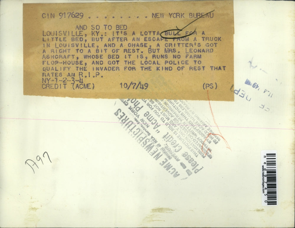 1949 Press Photo After an escape from a truck and a chase, a bull halted to rest