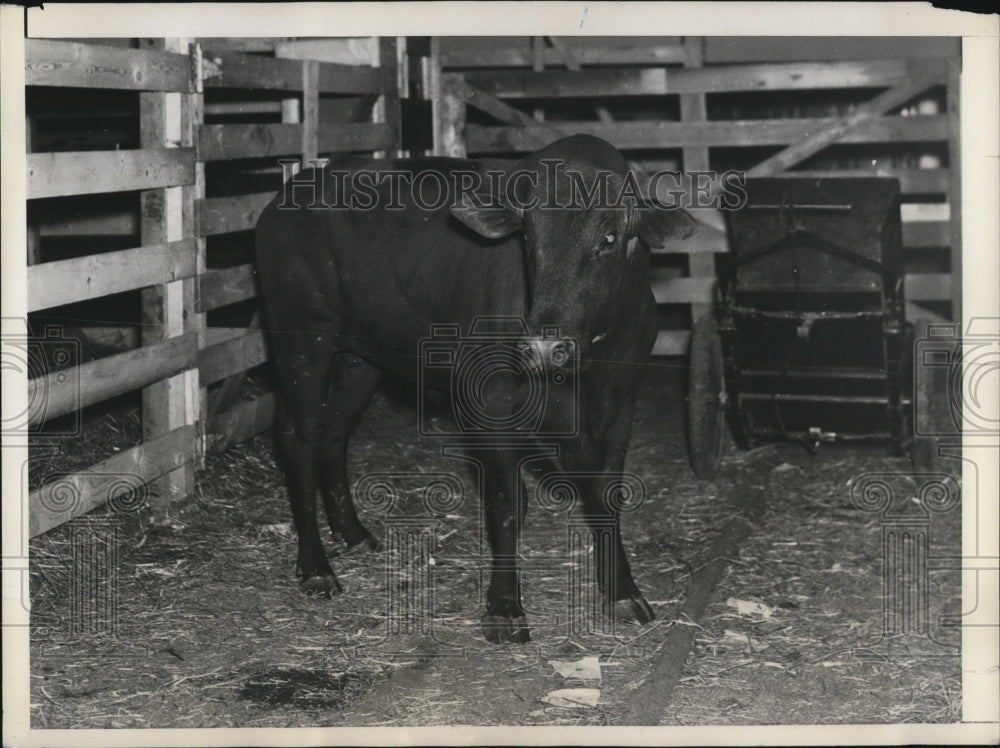 1935 Press Photo Joe Louis Toughest Bull