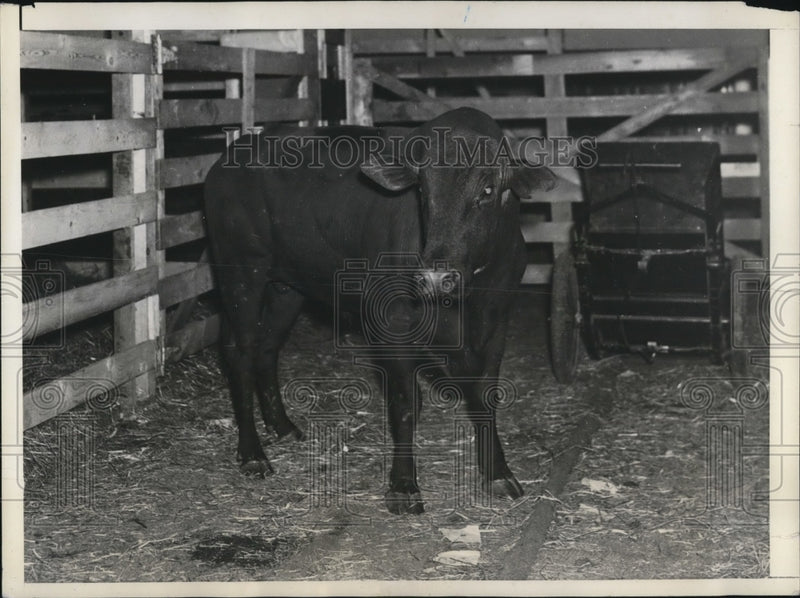 Load image into Gallery viewer, 1935 Press Photo Joe Louis Toughest Bull
