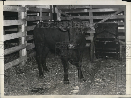 1935 Press Photo Joe Louis Toughest Bull