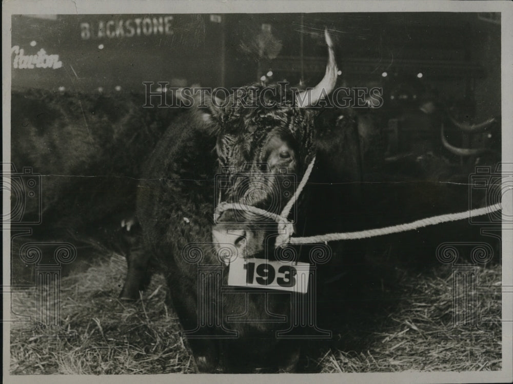 1922 Press Photo One Horned Welsh Heffer Smithfield Show