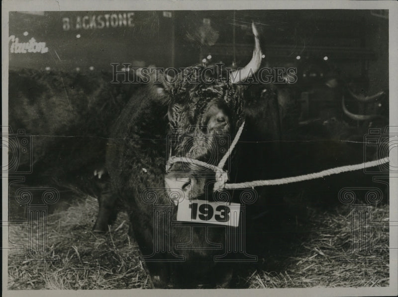 Load image into Gallery viewer, 1922 Press Photo One Horned Welsh Heffer Smithfield Show
