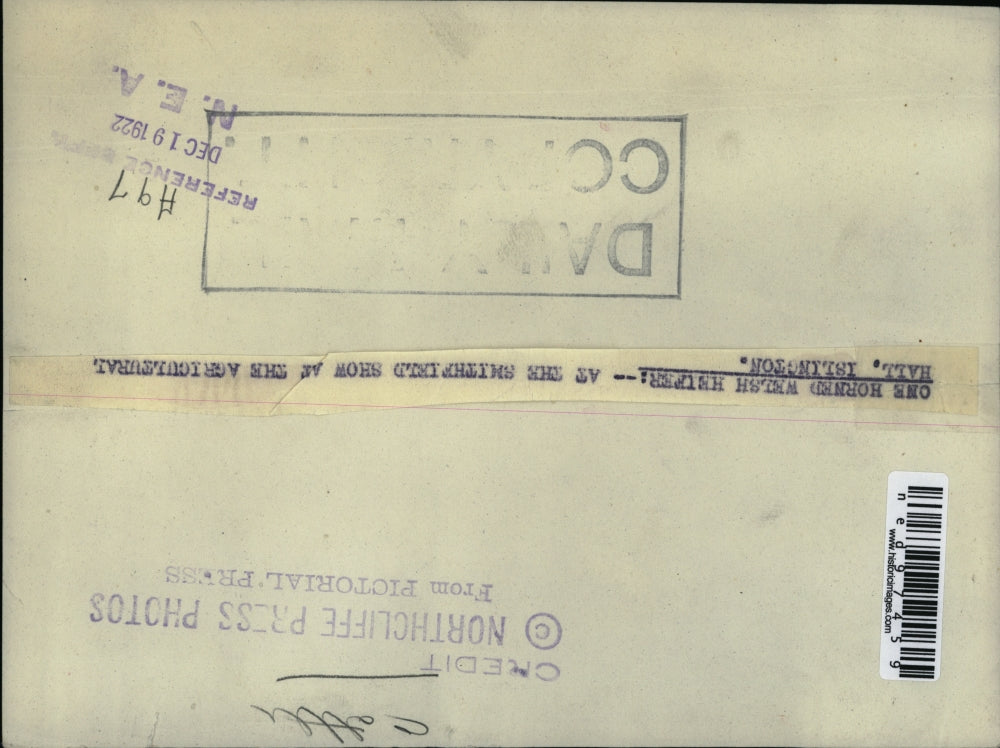 1922 Press Photo One Horned Welsh Heffer Smithfield Show