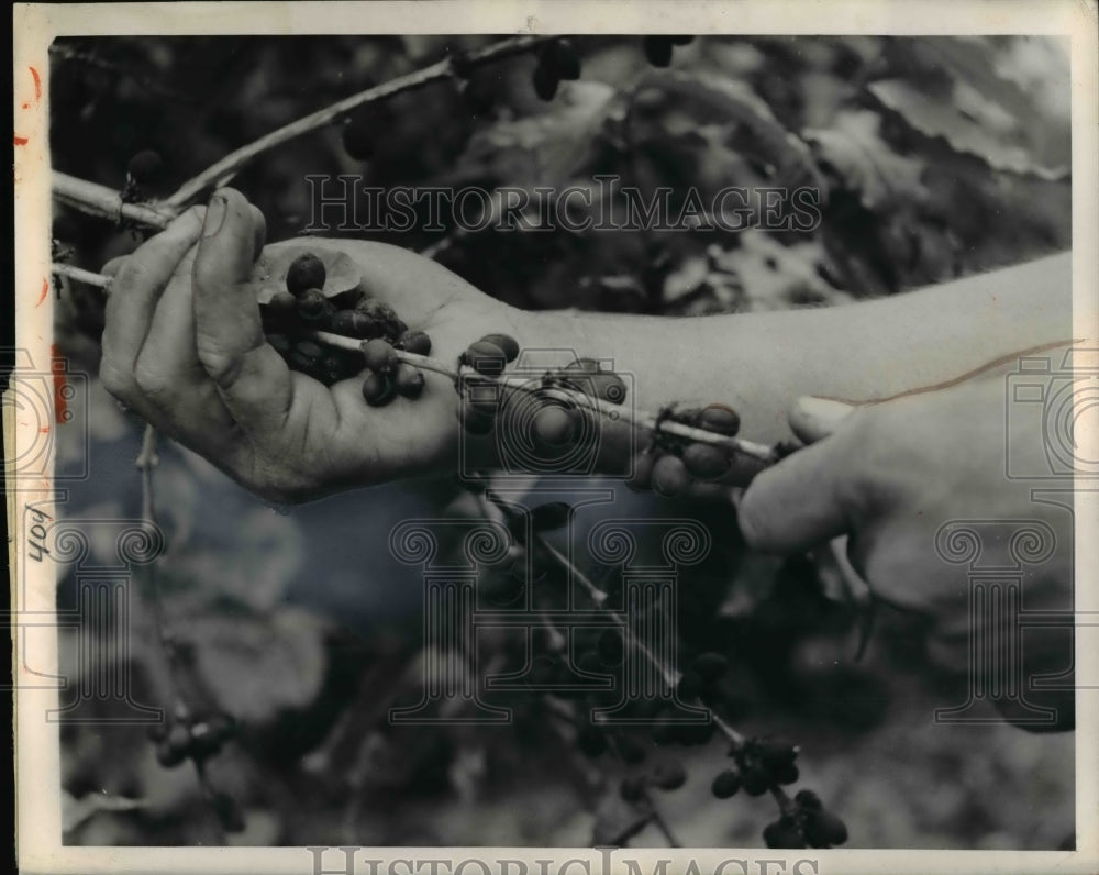1950 Press Photo Coffee beans striped from the branches at harvest
