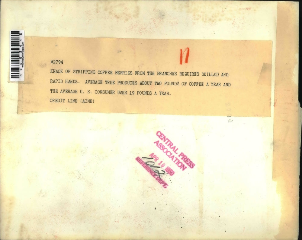 1950 Press Photo Coffee beans striped from the branches at harvest