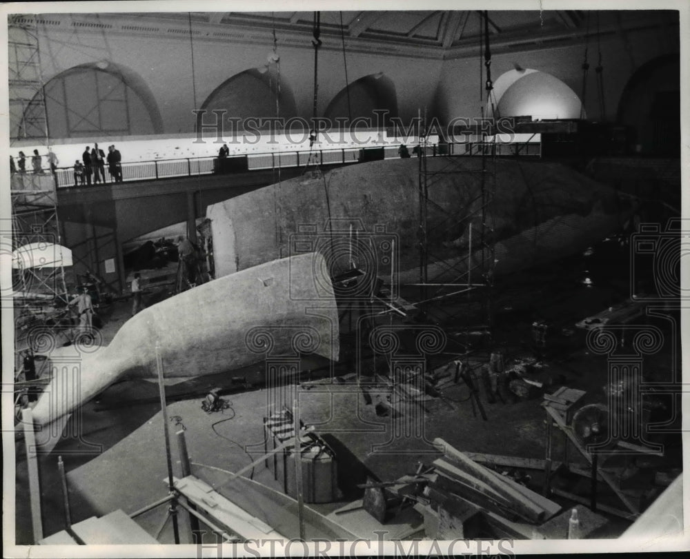 1968 Press Photo Blue Whale Exhibit