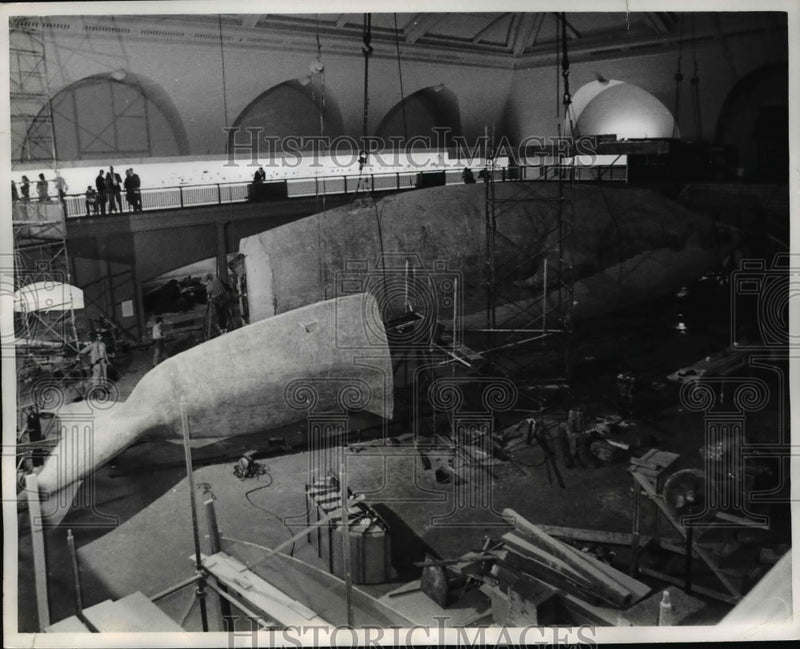 Load image into Gallery viewer, 1968 Press Photo Blue Whale Exhibit
