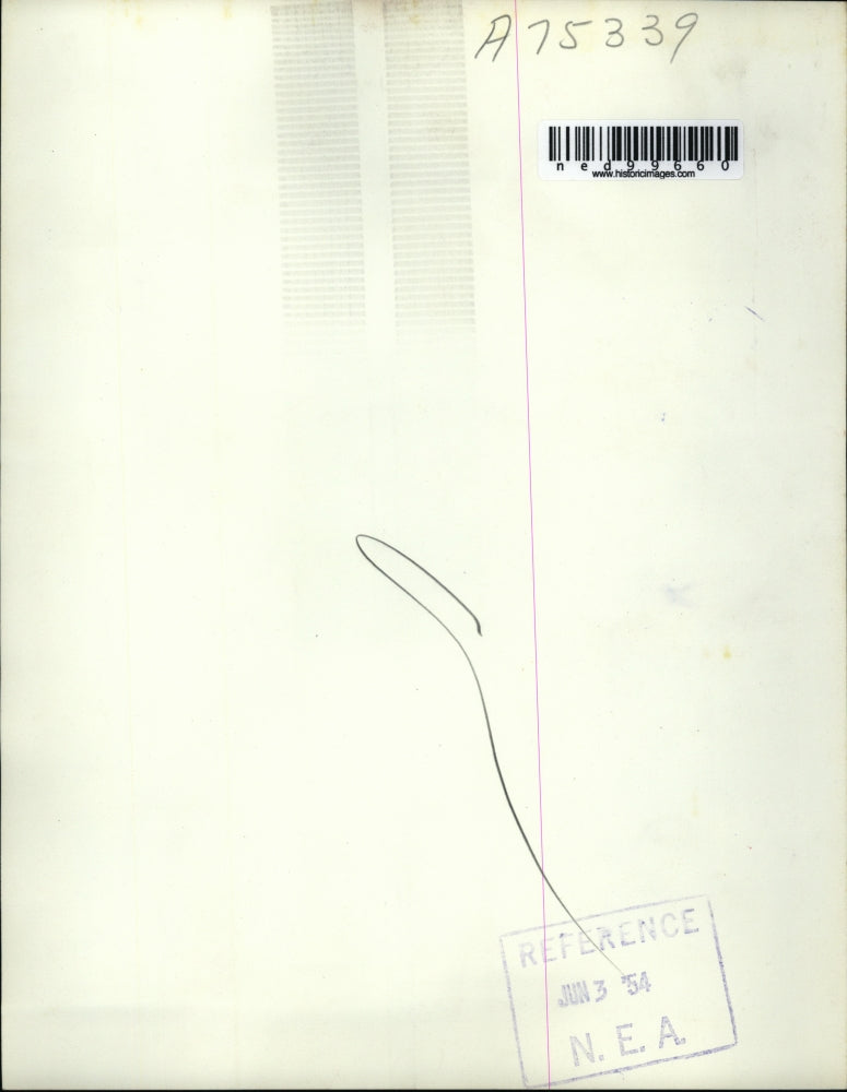 1954 Press Photo of the Marchioness of Milford-Haven getting off an airplane in