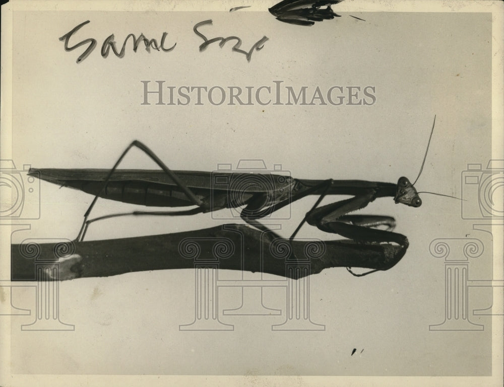 1925 Press Photo of praying mantis.