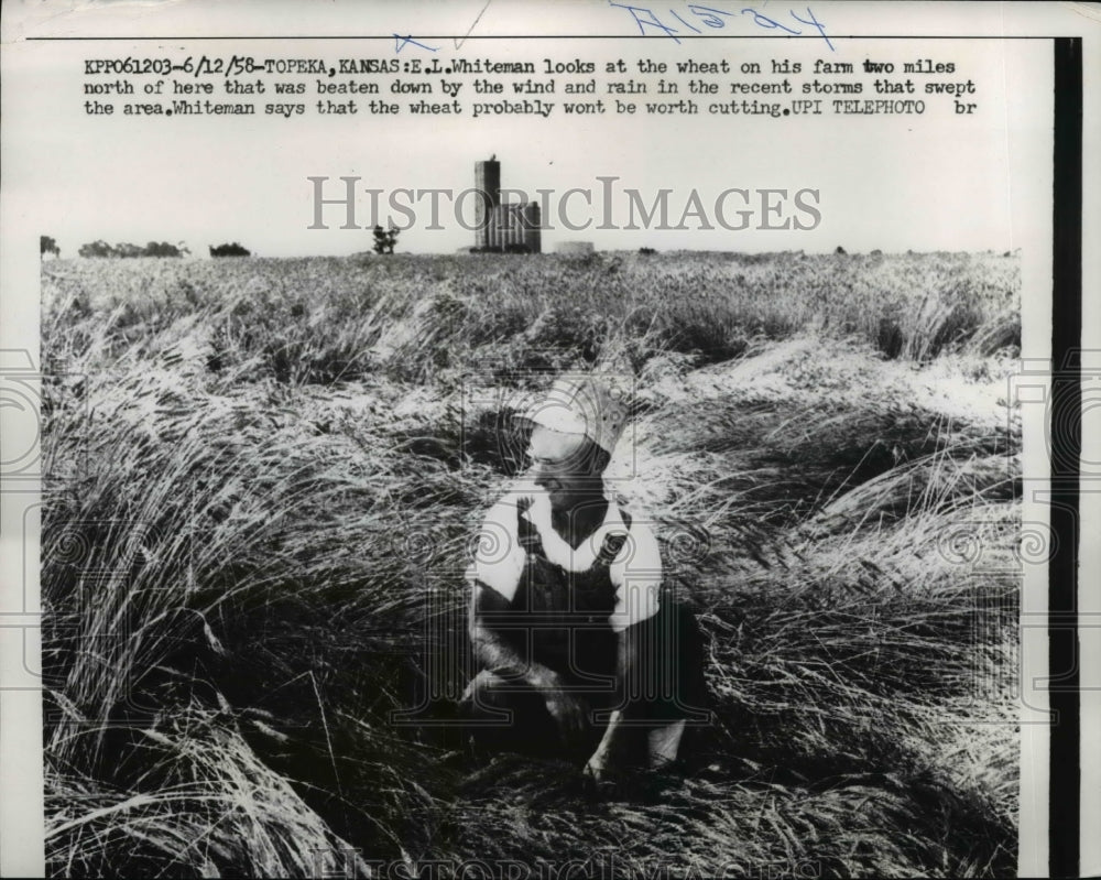 1958 Press Photo Topeka E.L. Whiteman's wheat - nee01113