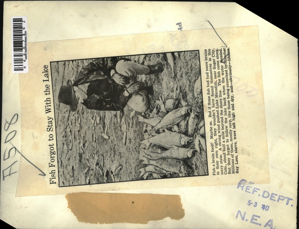 1940 Press Photo Carp Fish Die as Water Recedes Lake Meredith Rancher Ray Lees