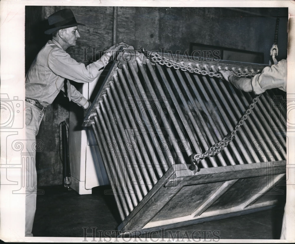 1954 Press Photo Manicure cage for lion - nee13669