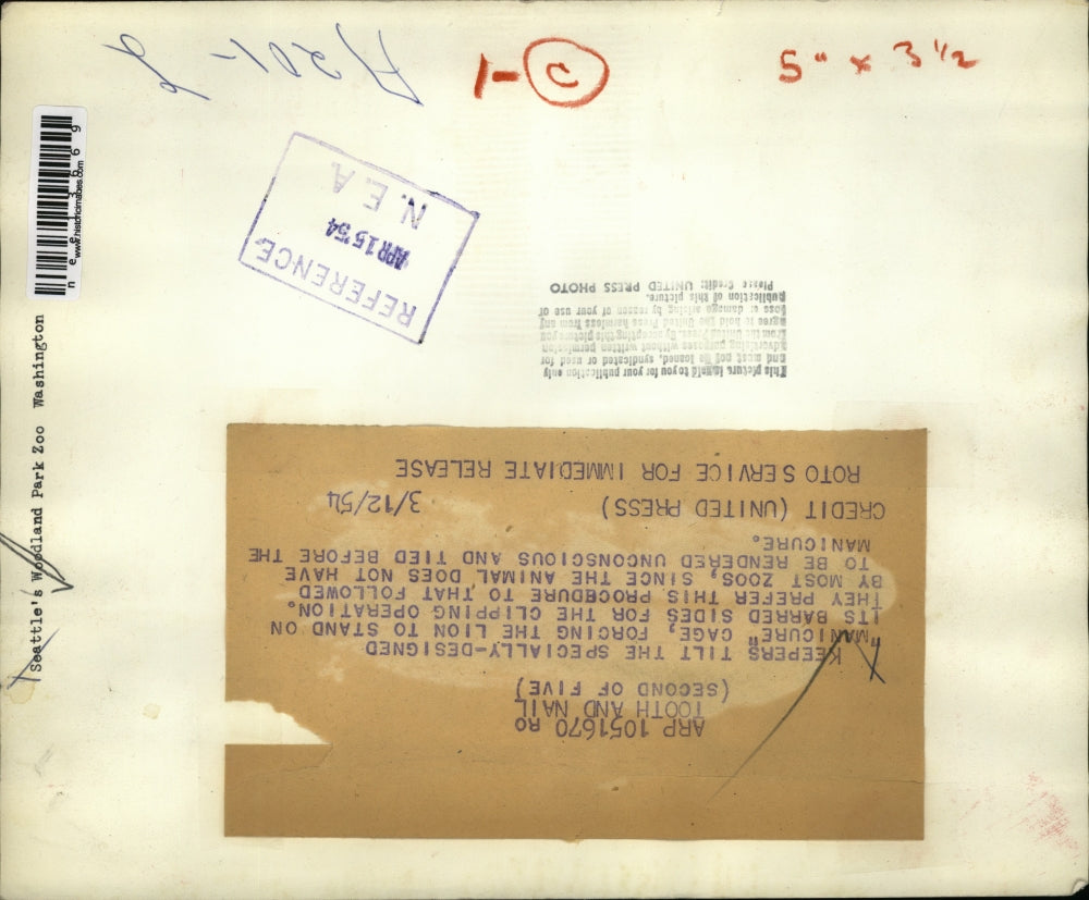 1954 Press Photo Manicure cage for lion - nee13669