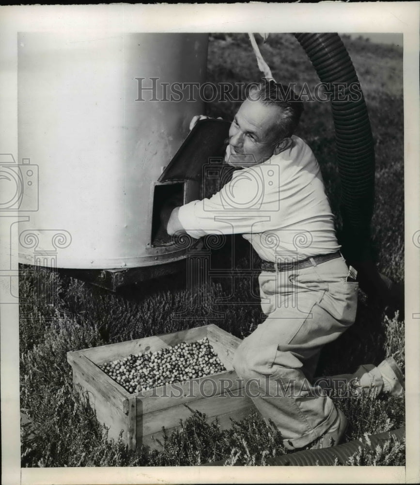 1946 Press Photo Hanson Mass Antone Lenari & mechanical cranberry picker