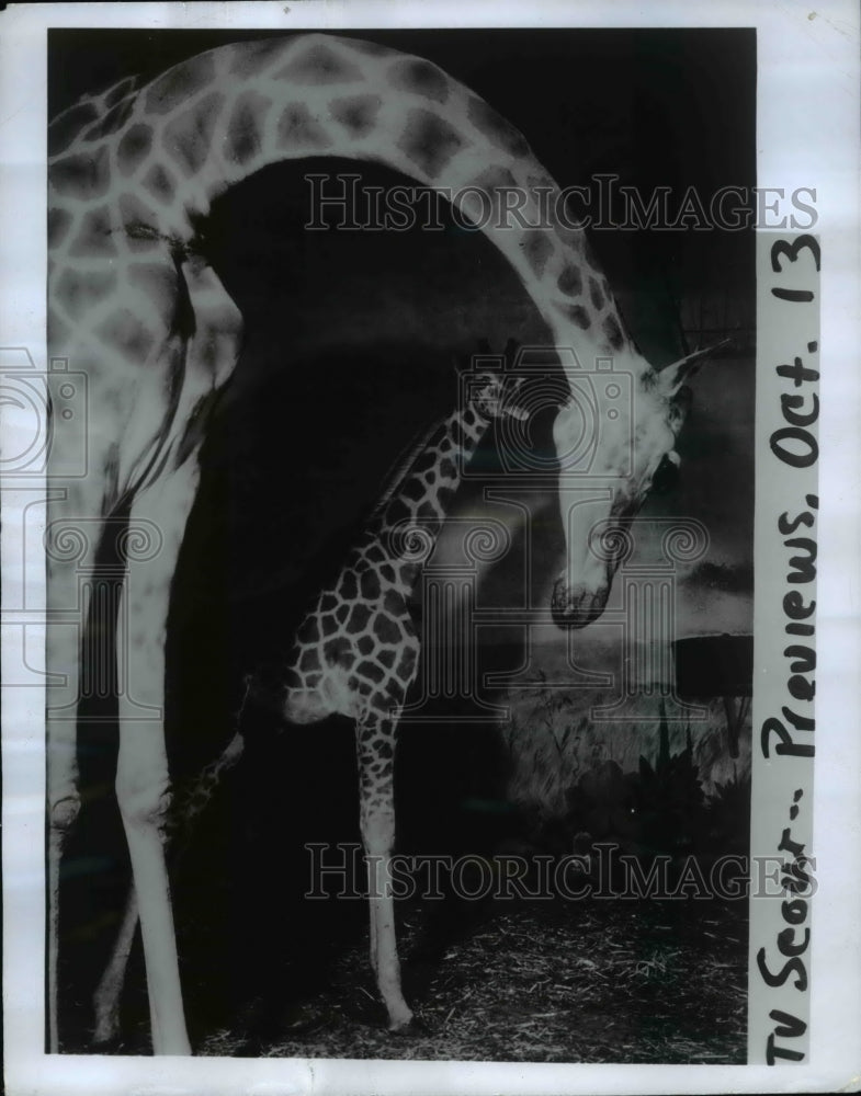 1970 Press Photo A giraffe &amp; baby at Marquis of Bath estate - nee15075- Historic Images