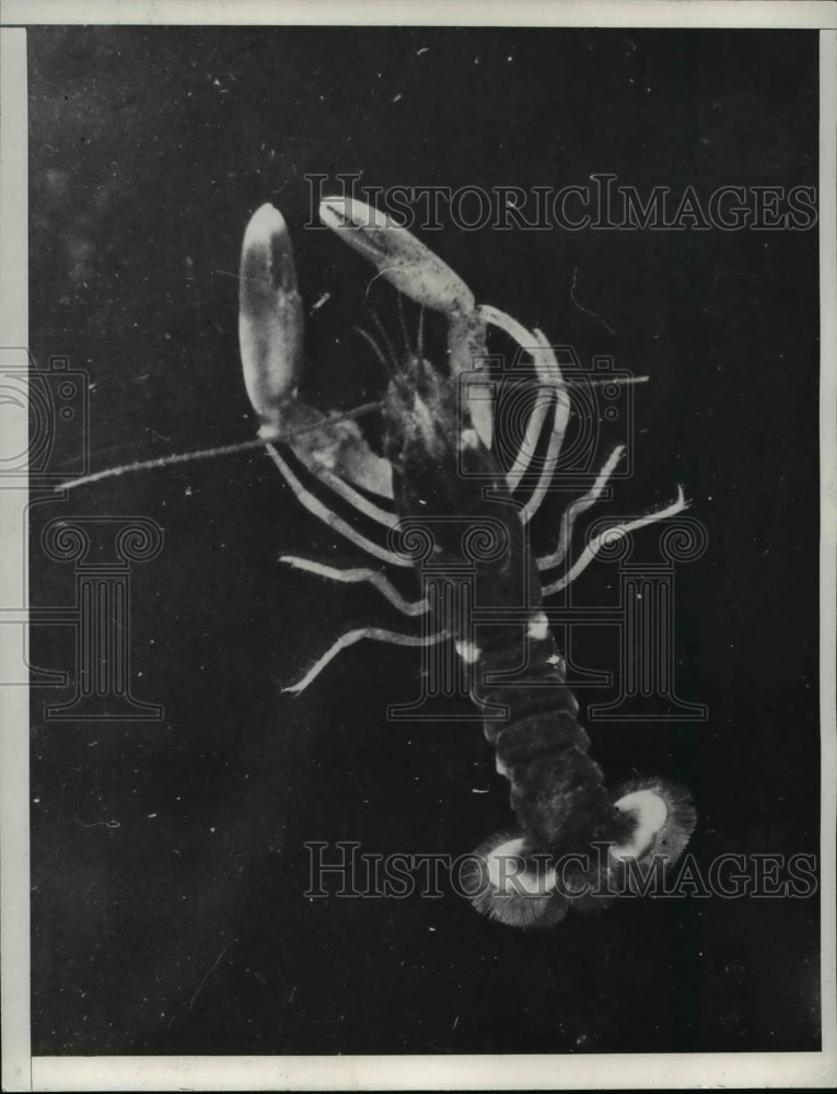 1937 Press Photo Rocky Lobster - nee15129