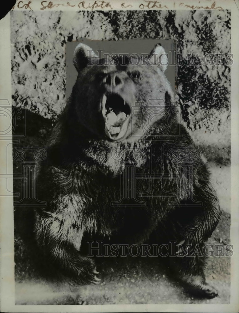 1936 Press Photo Whipsnade zoo bear in Bedfordshire England - nee16130