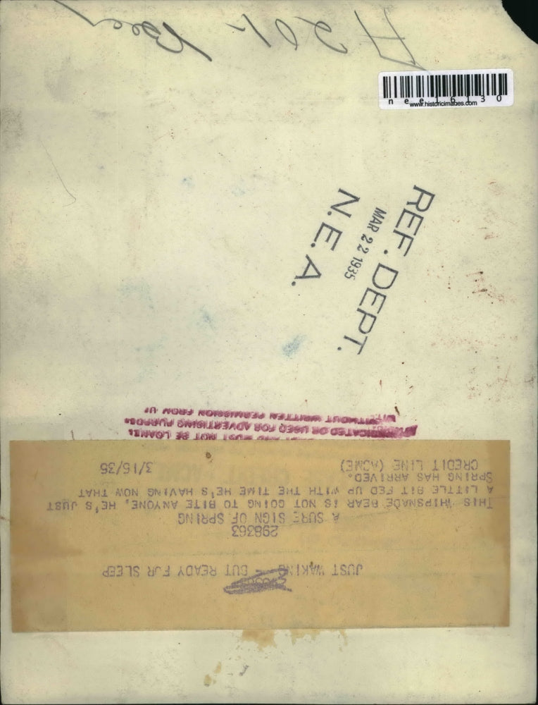 1936 Press Photo Whipsnade zoo bear in Bedfordshire England - nee16130