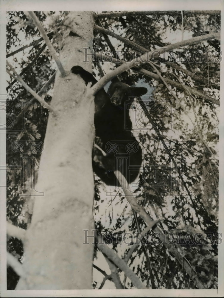 1936 Press Photo Young black bear in a tree as keepers try to get it down